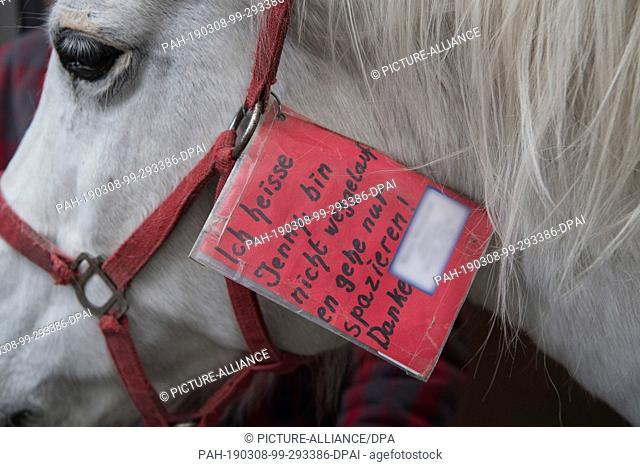 08 March 2019, Hessen, Frankfurt/Main: The Arabian mare Jenny carries a sign with the inscription ""My name is Jenny, didn't run away
