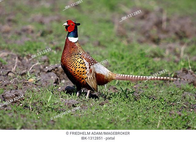 Pheasant, Ring Pheasant (Phasianus colchicus), rooster standing in a field
