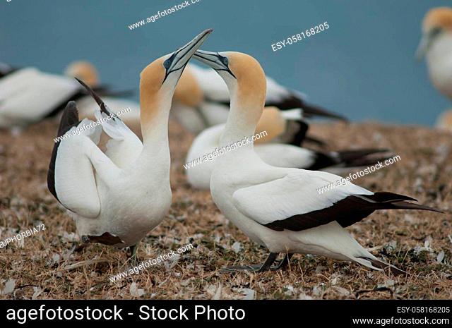 Australasian gannets Morus serrator fencing. Plateau Colony. Cape Kidnappers Gannet Reserve. North Island. New Zealand
