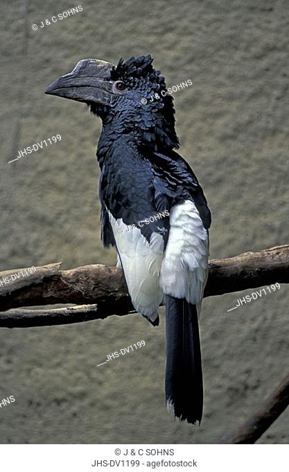 Black and White Casqued Hornbill Bycanistes subcylindricus Africa