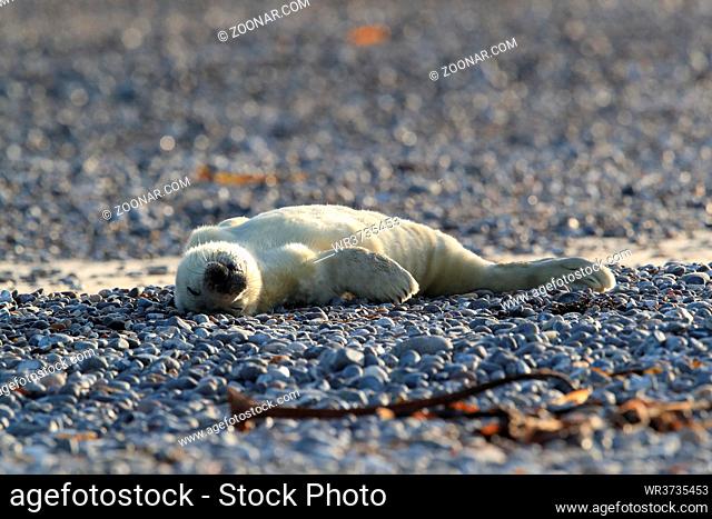 Gray Seal (Halichoerus grypus) Pup Helgoland Germany