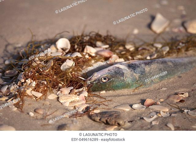 Red tide causes fish to wash up dead on Delnor-Wiggins Pass State Park beach in Naples, Florida