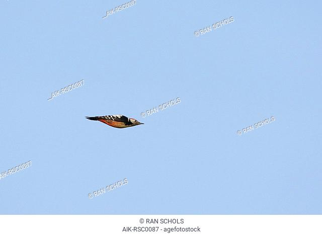 Middle Spotted Woodpecker (Dendrocopos medius) in flight, with closed wings, against blue sky as background