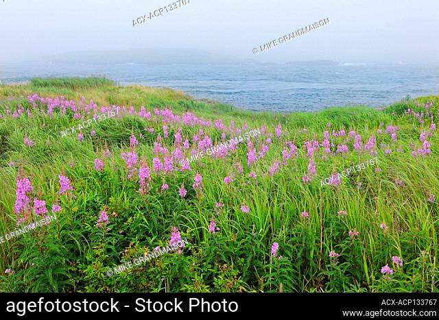 Fireweed (Epilobium sp.) in fog and Bay of Fundy Brier Island Nova Scotia Canada