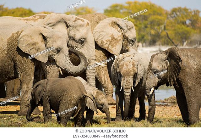 Herd of elephants in the savannah