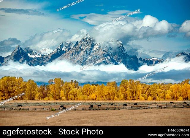 USA, Wyoming, Rockie Mountains, Teton County, Grand Teton National Park, cattle and Tetons