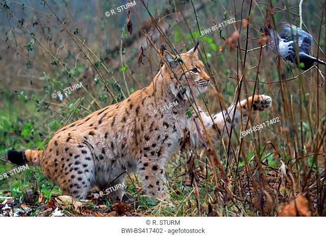 Eurasian lynx (Lynx lynx), hunts a dove in the air