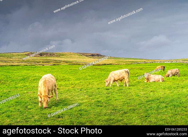 Herd of cows or cattle grazing on fresh green field or pasture on Cliffs of Moher, Wild Atlantic Way, County Clare, UNESCO, Ireland