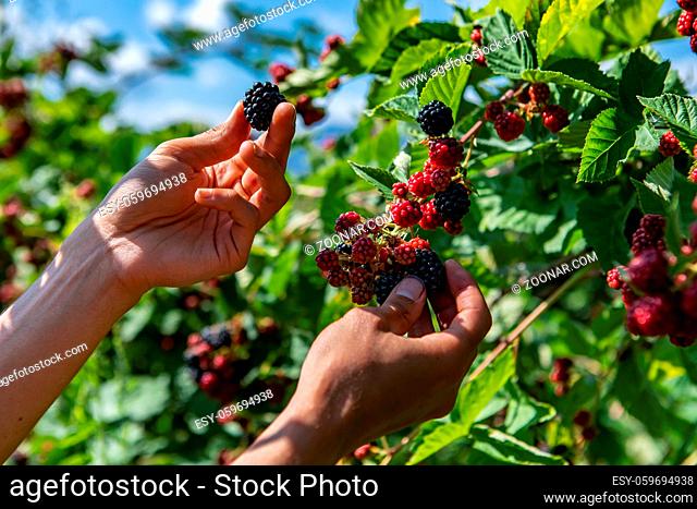 farm worker hands picking ripe blackberries fruits from the blackberry bush, hand holding and showing one fresh blackberry fruit during harvest season