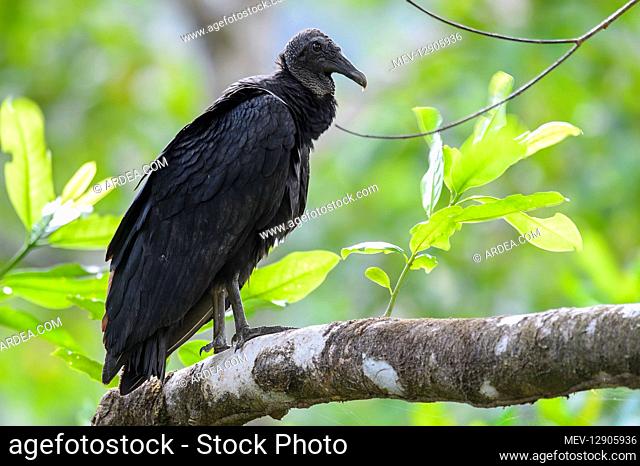 Black Vulture - Black Vulture perched on a branch - South America Costa Rica Osa Peninsula