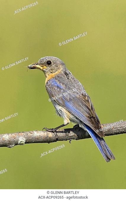 A female Eastern Bluebird Sialia sialis at the Carden Alvar in Ontario, Canada