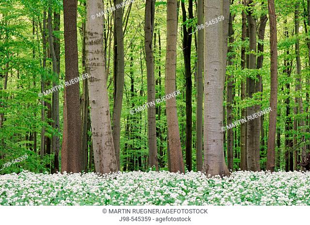 Deciduous forest with Ramsons (Allium ursinum). Hainich National Park,  Thuringia (Thüringen / Thueringen), Germany, Europe