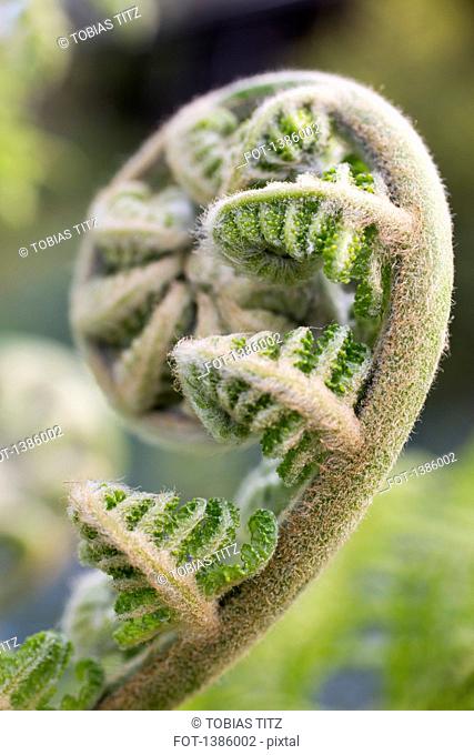 Close-up of fiddlehead fern