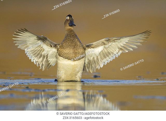 Garganey (Anas querquedula), adult male spreading its wings