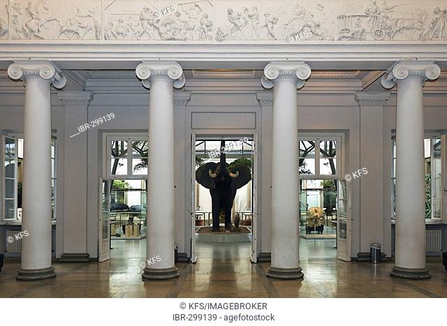 Museum of natural history, castle Rosenstein, entrance hall, Stuttgart, Baden-Wuerttemberg, Germany