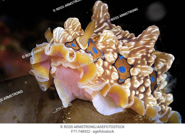 Gem nudibranch (Dendrodoris denisoni). Poor Knights Islands. New Zealand. South Pacific Ocean