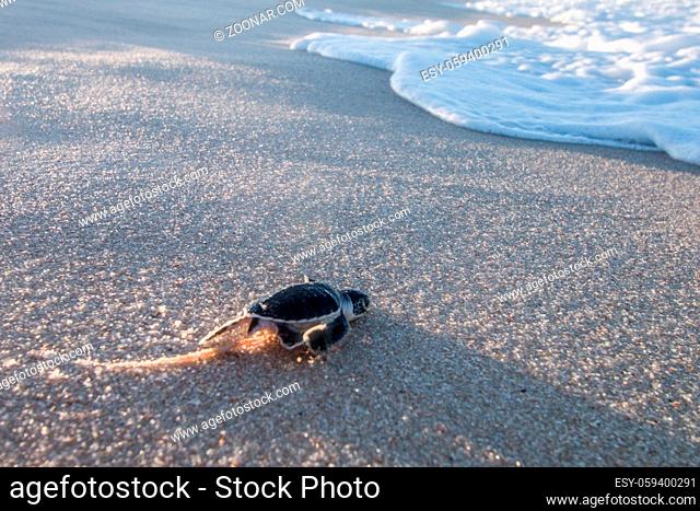Green sea turtle hatchling on the beach on the Swahili Coast, Tanzania