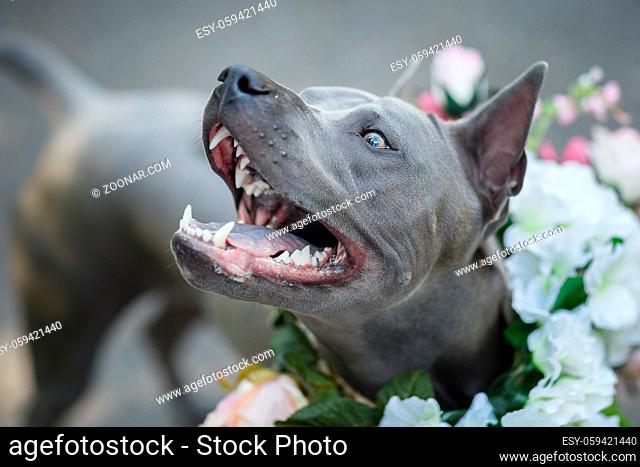 beautiful young thai ridgeback dog in flower wreath on head. summer season. outdoor shot. natural light. copy space