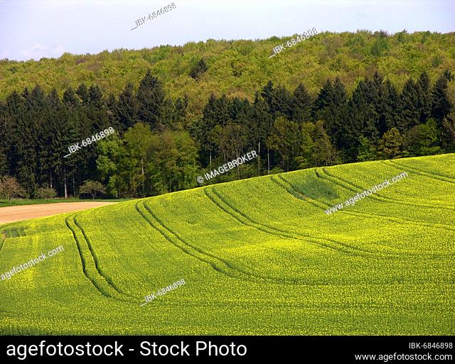 Mixed forest in the spring, field scenery, Rape field Kraichgau, Baden-Württemberg, Germany, Europe