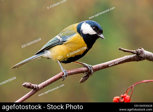 Great tit, parus major, on branch with red berries. Little garden yellow bird in autumn with orange blurred background