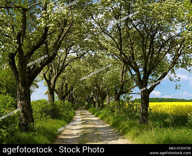 Flourishing Swedish avenue of flourishing flourberry trees from 1910 near Kefferhausen, Eichsfeld, Thuringia