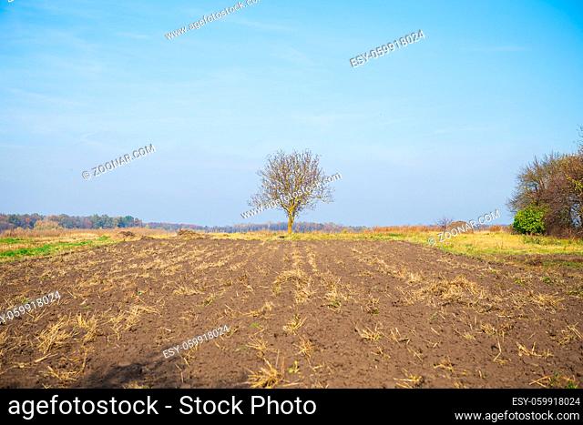 Lone tree on field under the blue sky