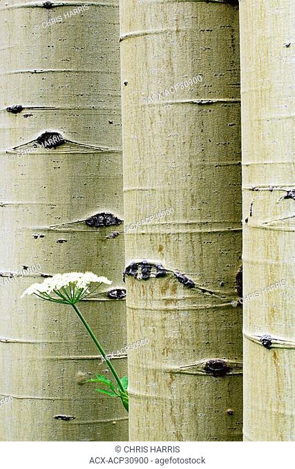 Aspen Populus trees with cow parsnip Heracleum maximum also known as Indian Celery or Pushki