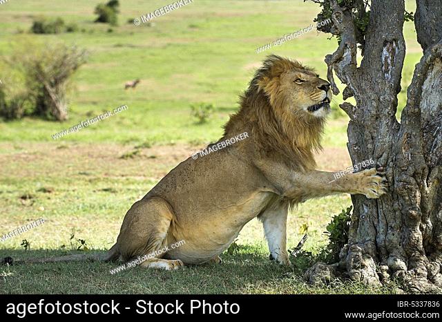 Lion (Panthera leo), male touching a tree, Masai Mara, Kenya, Africa