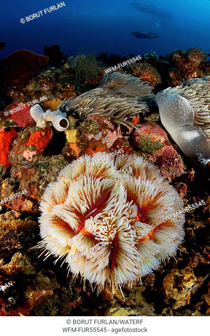 Fire Sea Urchin in Coral Reef, Asthenosoma varium, Alor, Indonesia