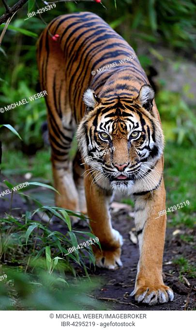 Sumatran tiger (Panthera tigris sumatrae), captive, Germany