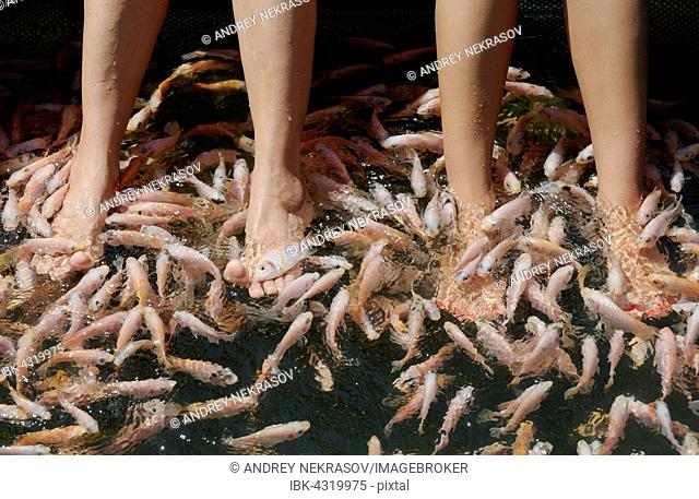 Many fishes cleaning feet, Mozambique tilapia (Oreochromis mossambicus), Hikkaduwa Lagoon, Hikkaduwa, Sri Lanka