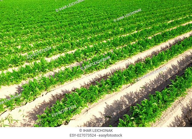 photographed close-up of an agricultural field on which grow green shoots of carrots