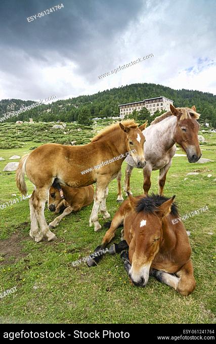 Catalan Pyrenean horse, native breed, next to the Bullosses pond, lower Carlit lakes, Catalan Pyrenees, Capcir region, France