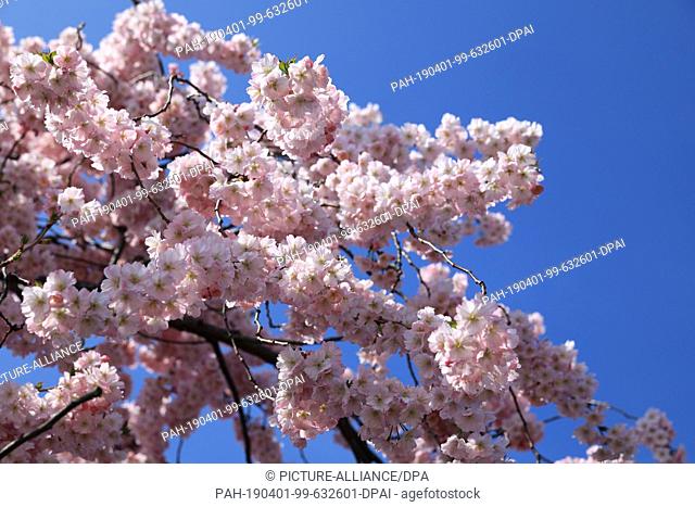 30 March 2019, Saxony-Anhalt, Magdeburg: An almond bush stands in full bloom in front of the Johanniskirche on the banks of the Schlein