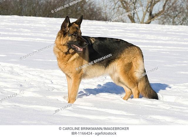German Shepherd Dog, bitch, 2 years, standing in snow, sideways