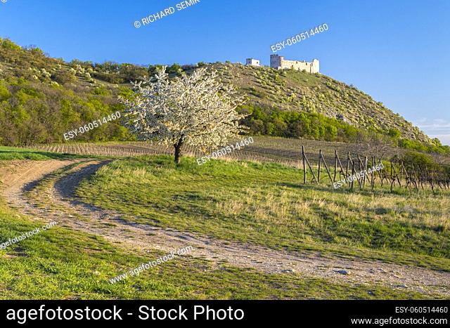 Spring landscape near Pavlov with Devicky ruins in Palava, Southern Moravia, Czech Republic