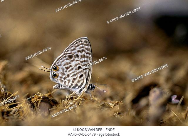 Common Blue butterfly, Leptotes pirithous, Ndumo Game Reserve, Maputaland, KwaZulu Natal, South Africa