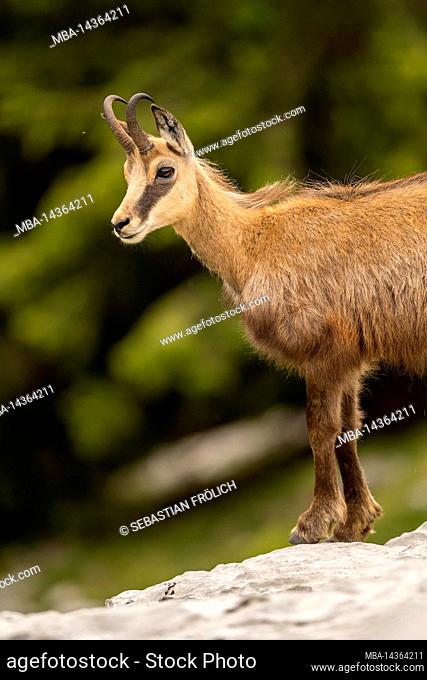 A young chamois in portrait with forebody