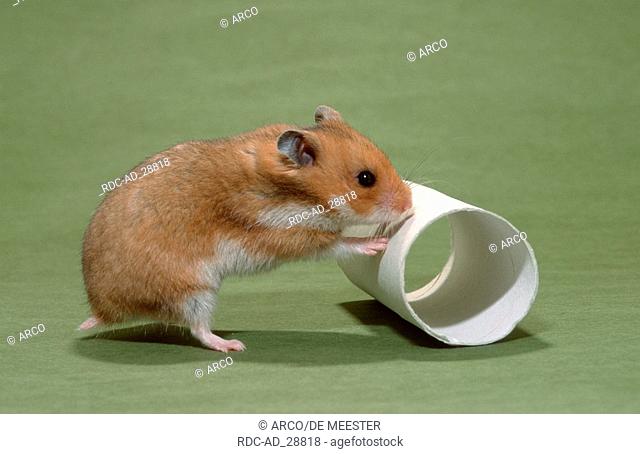 Golden Hamster with roll of paper Mesocricetus auratus side