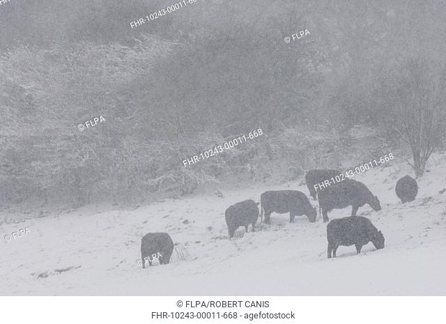 Domestic Cattle, Sussex cows, herd feeding in snowstorm, North Downs, Kent, England, winter