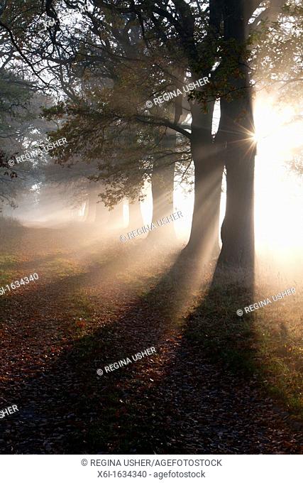 Common Oak Quercus robur, Allee in Autumn Mist and Morning Sunshine, Beberbeck, North Hessen, Germany