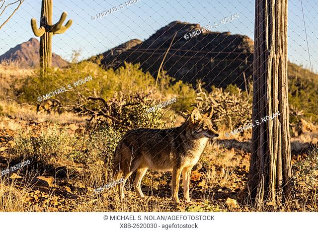 Adult captive coyote, Canis latrans, at the Arizona Sonora Desert Museum, Tucson, Arizona, United States of America