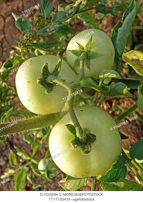 Tomatoes on a plant, Lycopersicon esculentum