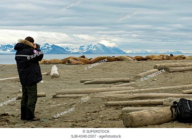 Photographer Steven Kazlowski shoots a pod of bull walrus Odobenus rosmarus resting on a beach in Poolepynten, along the coast of Svalbard, Norway