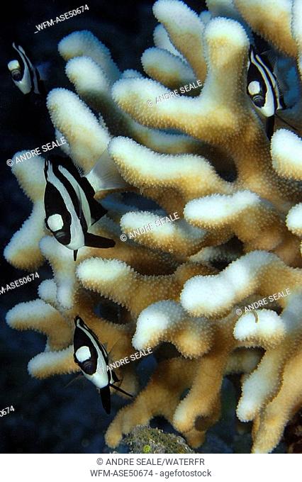 Humbug dascyllus sheltered in Cats Paw Coral, Dascyllus aruanus, Acropora palifera, Namu Atoll, Pacific, Marshall Islands