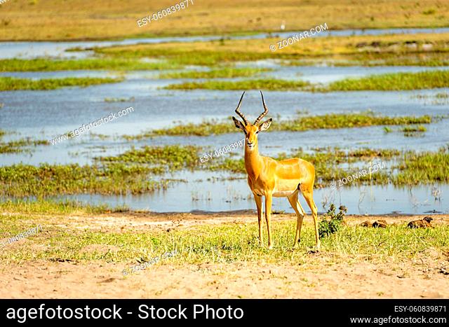 Impala standing on the bank of the Chobe River in Botswana, Africa