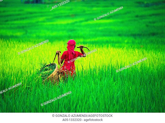 Rice field  Pokhara valley  Nepal