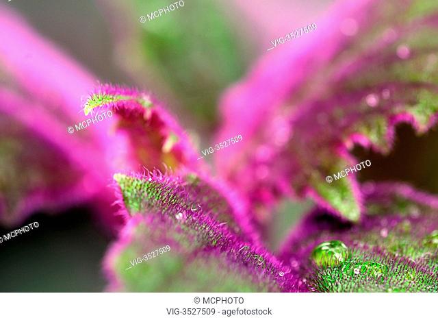 Purple Velvet Plant (Gynura aurantiaca), detail - 27/03/2011