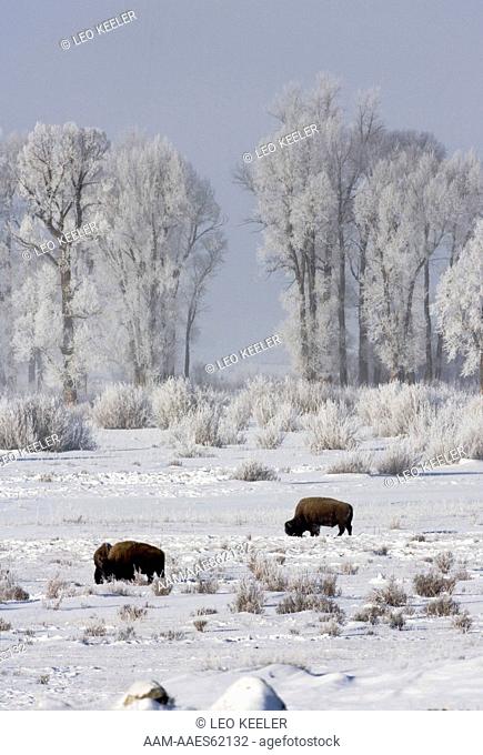 Bison (Bison bison) in Yellowstone National Park