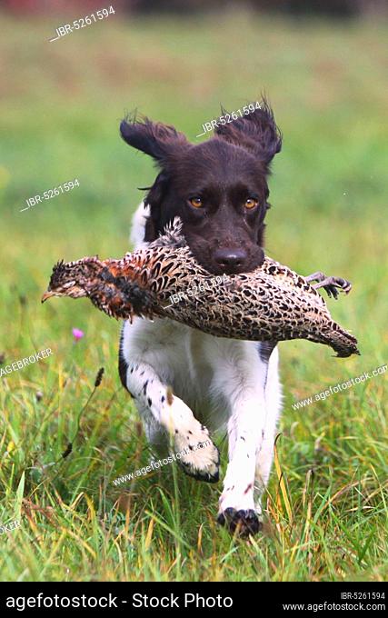 Small Munsterlander retrieves hunting pheasant, Small Munsterlander, pheasant hen